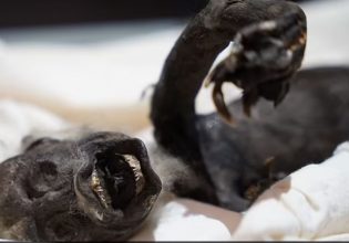 Η «γοργόνα» των Φίτζι: Η μυστηριώδης μούμια που βρέθηκε το 1906 – Τι αποκάλυψαν επιστήμονες