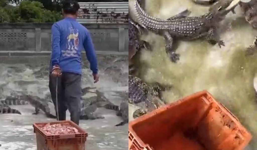 Θαρραλέος αγρότης στην Ταϊλάνδη ταΐζει 10.000 κροκόδειλους κάθε ημέρα