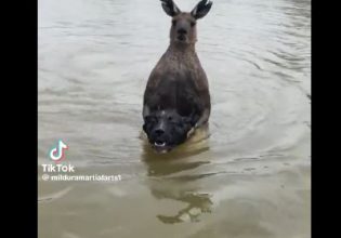 Άνδρας σώζει τον σκύλο του από άγριο καγκουρό που τον έπνιγε