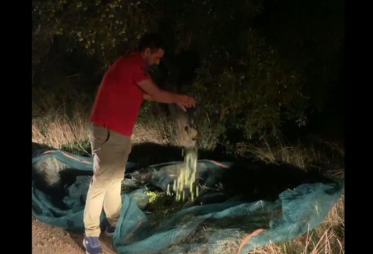 Εύβοια: Είχαν απλώσει πανιά και έκλεβαν ελιές σε χωράφι στις 12 τα μεσάνυχτα - Δείτε βίντεο