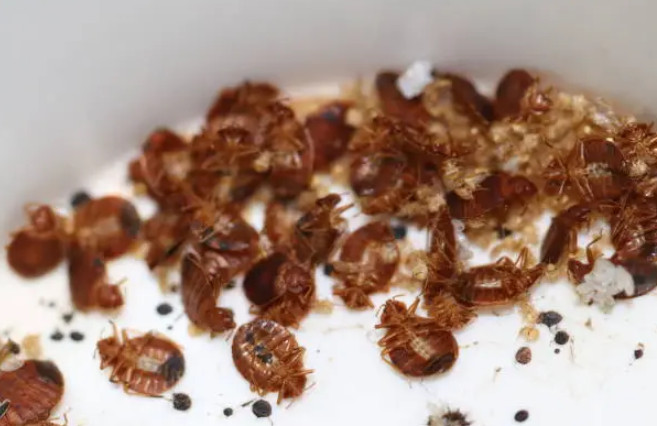 Γαλλία: Οι κοριοί κλείνουν σχολεία – Συνεχείς συσκέψεις από την κυβέρνηση