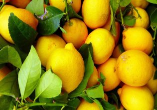 Λεμόνια: Στο ήμισυ η φετινή παραγωγή – Αθρόες οι εισαγωγές