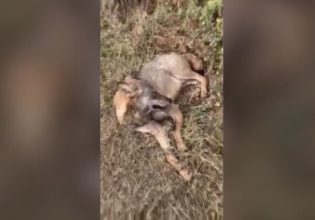 Κιλκίς: Επιχείρηση διάσωσης αρσενικού λύκου