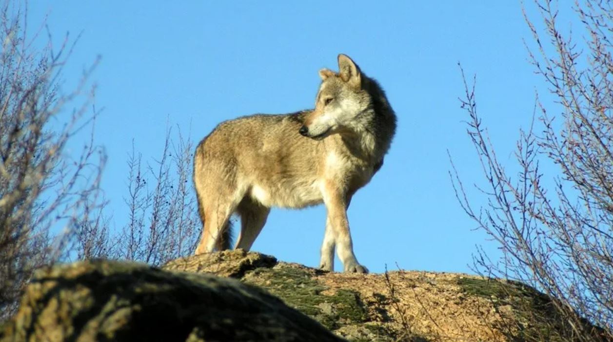 Αγέλες λύκων αποδεκατίζουν κοπάδια στα Άγραφα - Σε απόγνωση οι κτηνοτρόφοι