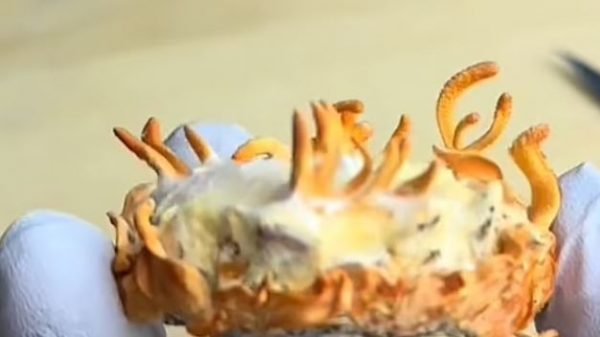 Κατάφερε να φτιάξει μανιτάρια χρησιμοποιώντας το δικό του αίμα και δέρμα – Μετά τα έφαγε