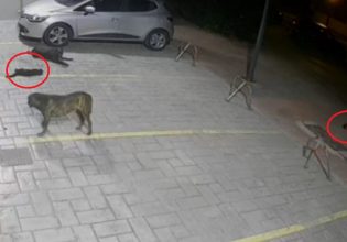 Βούλα: Αφήνει ανεξέλεγκτα τρία πίτμπουλ και κατασπαράσσουν γάτες – Σοκαριστικό βίντεο