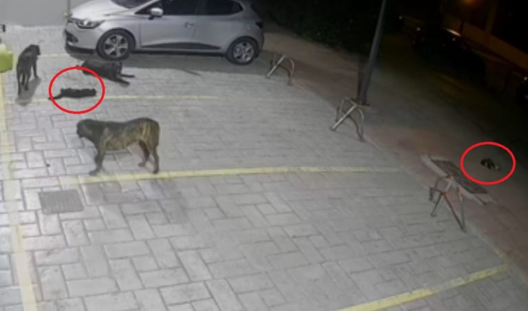 Βούλα: Αφήνει ανεξέλεγκτα τρία πίτμπουλ και κατασπαράσσουν γάτες – Σοκαριστικό βίντεο