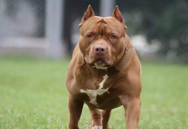 Αρτέμιδα: «Έκανε τον νεκρό και σώθηκε» – Πώς ο 11χρονος γλίτωσε από το εξαγριωμένο πίτμπουλ