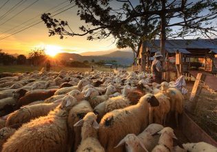 Eurostat: Οικογενειακή υπόθεση η διαχείριση των αγροκτημάτων στην ΕΕ – Τι συμβαίνει στην Ελλάδα