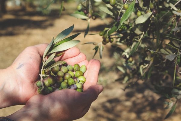 Σταθερή προστασία στην καρδιά από το συμπλήρωμα Olivomed