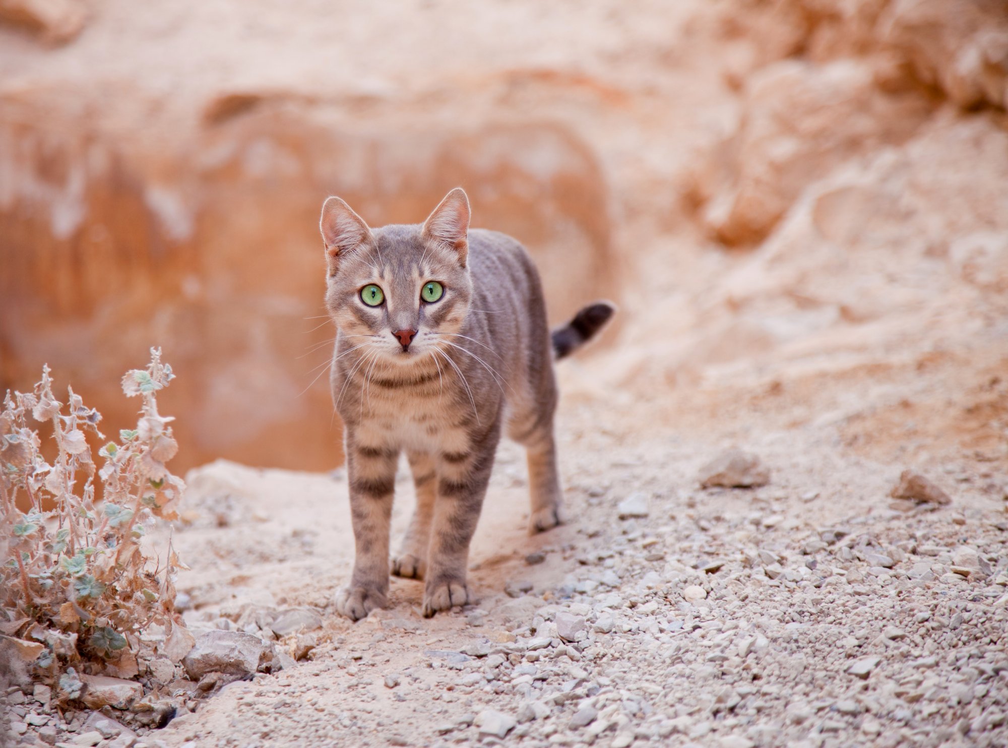 Ηνωμένα Αραβικά Εμιράτα: Δεκάδες γάτες εγκαταλείφθηκαν στην έρημο