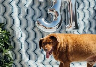 Πέθανε ο γηραιότερος σκύλος στον κόσμο – Είχε μπει στο βιβλίο των Ρεκόρ Γκίνες