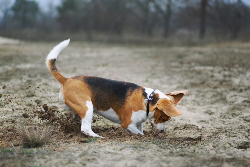 Σκύλος: Γιατί θάβει αντικείμενα; – Οι ενστικτώδεις συμπεριφορές του σκύλου