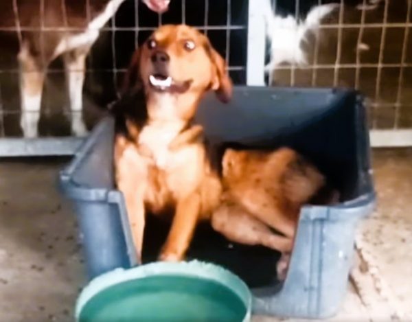 Άρτα: Φρίκη με ταλαιπωρημένο σκυλάκι που βρέθηκε νεκρό – Το άφησαν χωρίς φαγητό και νερό