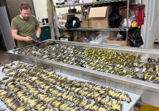 Σχεδόν 1.000 πουλιά σκοτώθηκαν πέφτοντας σε γυάλινο κτήριο του Σικάγο    