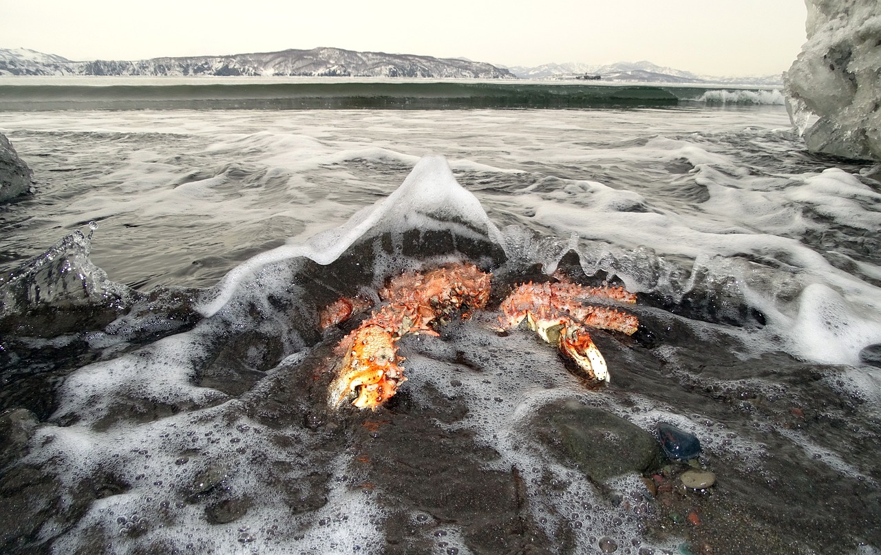 Αλάσκα: Εξαφανίστηκαν δισεκατομμύρια καβούρια – Τι συνέβη