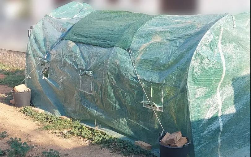 Αιγίνα: Είχε θερμοκήπιο με κάνναβη στην αυλή του σπιτιού του