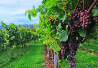 Αμπέλι: Παράταση για τις άδειες φύτευσης – Ποιους αφορά