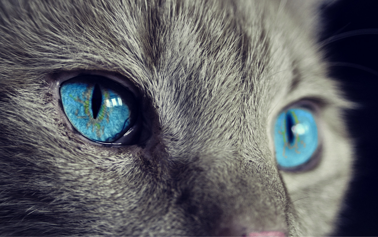 Τα παθολογικά αίτια για επτά συμπεριφορές της γάτας
