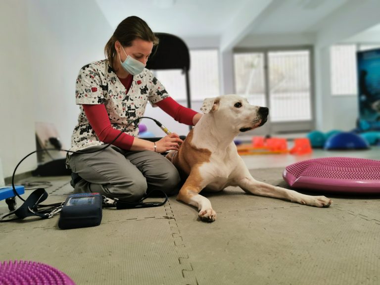 Φυσικοθεραπεία για κατοικίδια