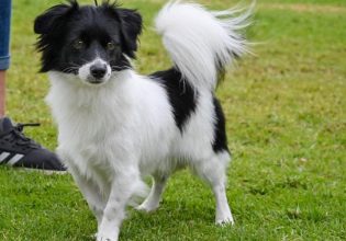 Σκύλος Κοκόνι: Ένας Έλληνας στο σαλόνι σας