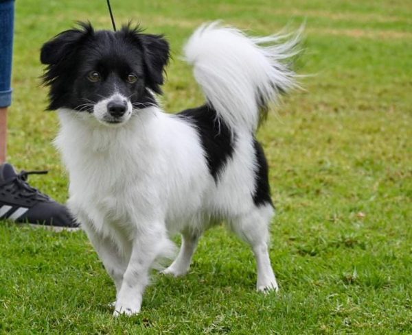 Σκύλος Κοκόνι: Ένας Έλληνας στο σαλόνι σας