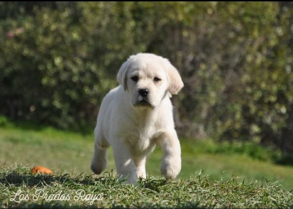 Ριτρίβερ: Ο σκύλος με τα πολλά χαρίσματα