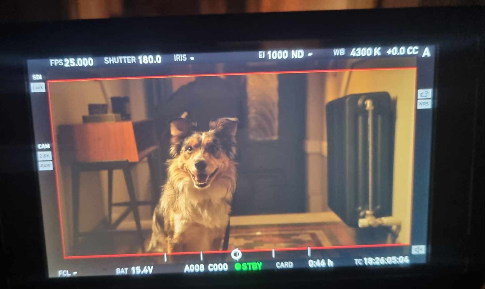 Το υποκριτικό «ταλέντο» ενός σκύλου – Πώς γίνεται να είναι τόσο καλός «ηθοποιός»