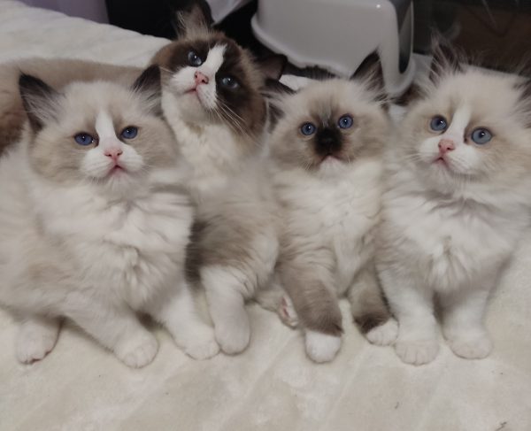 Γάτα Ράγκντολ: Παιχνιδιάρα, χαδιάρα και πανέξυπνη