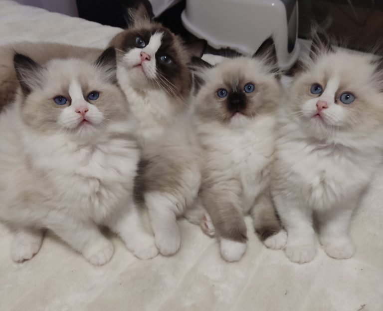 Γάτα Ράγκντολ: Παιχνιδιάρα, χαδιάρα και πανέξυπνη