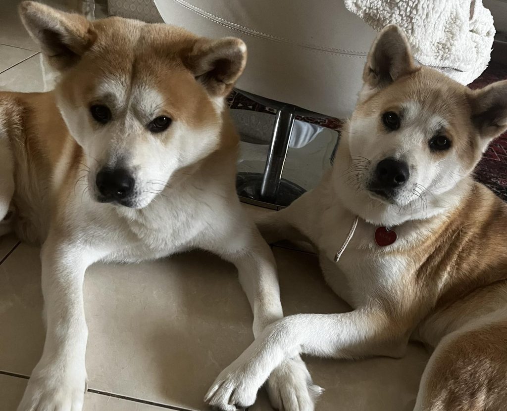 Γίνεται οι μεγαλόσωμοι σκύλοι να ζήσουν σε διαμέρισμα;