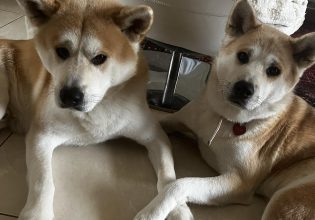 Γίνεται οι μεγαλόσωμοι σκύλοι να ζήσουν σε διαμέρισμα;