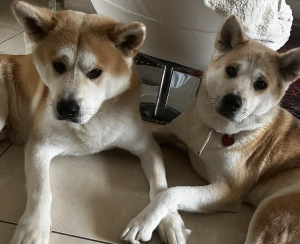 Γίνεται οι μεγαλόσωμοι σκύλοι να ζήσουν σε διαμέρισμα;