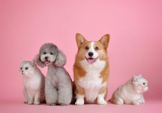 Κατοικίδια στις πολυκατοικίες: Τι προβλέπει ο νόμος