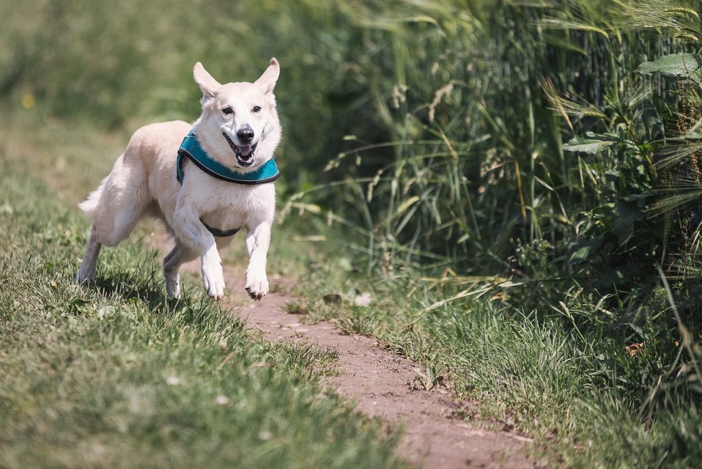 Βόλτα: Ο σκύλος ξέφυγε από το λουρί του. Πώς πρέπει να αντιδράσετε – Οι λάθος χειρισμοί