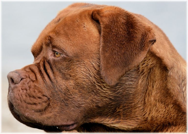 Σκύλος: Όταν παρουσιάζει κτητική συμπεριφορά