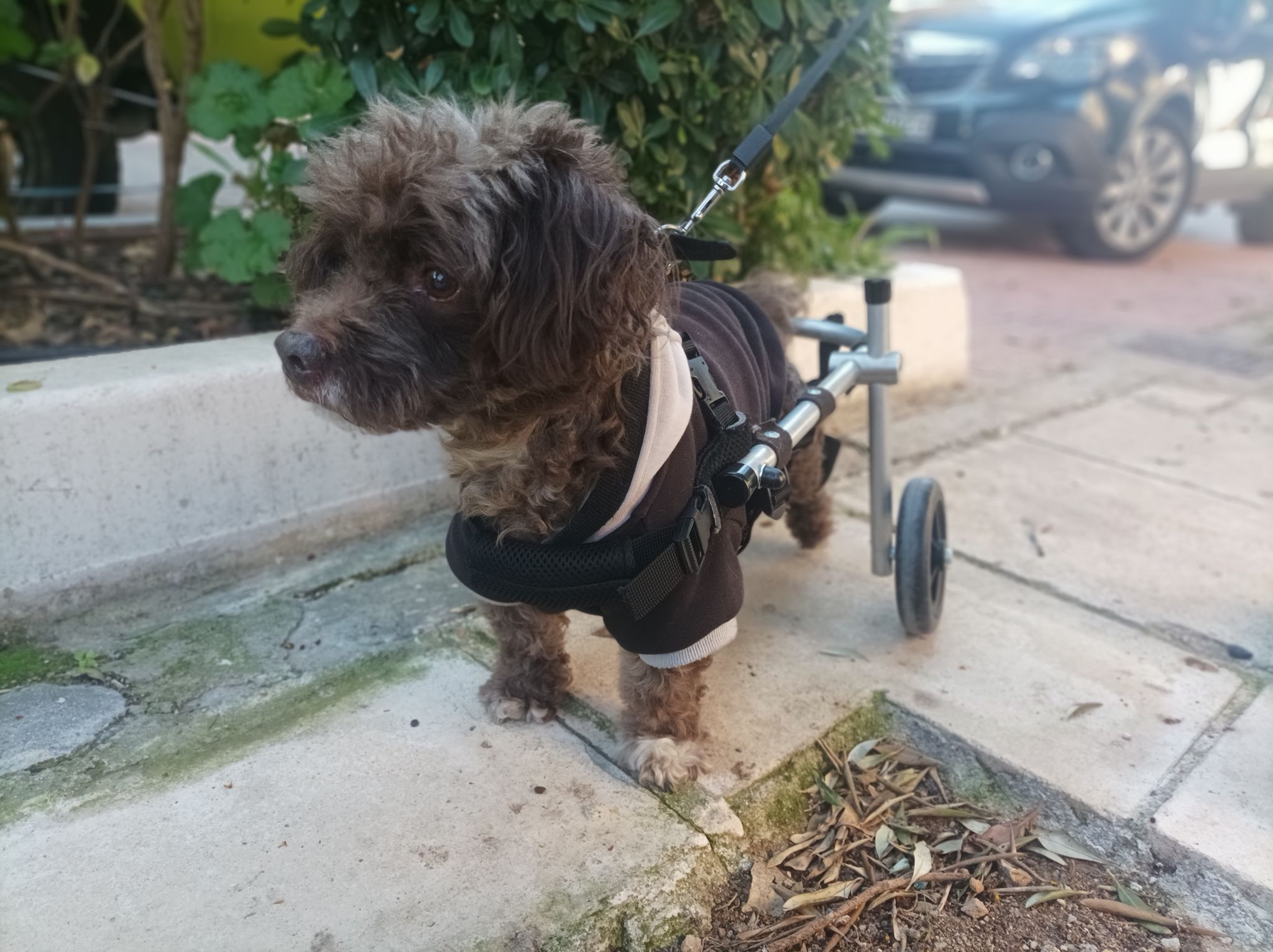 Πώς θα κρατήσετε δραστήριο ένα ζωάκι με αναπηρία