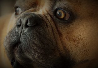 Πώς θα καταλάβετε ότι ο σκύλος σας έχει άγχος