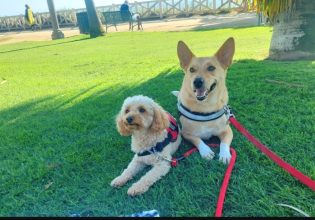 Οι σκύλοι – βοηθοί βελτιώνουν τη ζωή ιδιαίτερων ανθρώπων