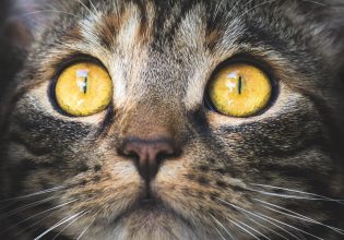 Τι ισχύει για την τοξοπλάσμωση. Κολλάμε από τη γάτα;