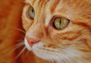 Συμπεριφορές της γάτας που μαρτυρούν ότι έχει άγχος