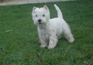 Ο σκύλος Γουέστι είναι ιδανικός για παιδιά