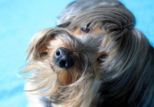 Σκύλος: Η αδιαφορία ως μέθοδος εκπαίδευσης
