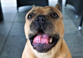 Μήπως ο σκύλος σας δεν σάς αφήνει να φάτε; Τι μπορείτε να κάνετε για να του κόψετε αυτή τη συνήθεια