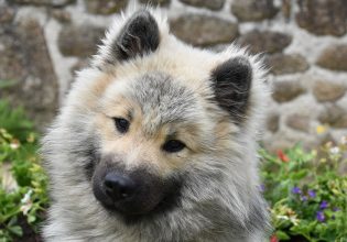 Ρουτίνα, το… αόρατο ρολόι του σκύλου μας