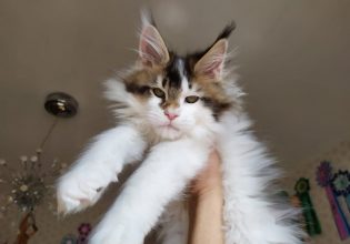 Η καλοσυνάτη και ευγενική γάτα Μέιν Κουν