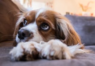 Για ποιους λόγους αναστενάζει ο σκύλος;