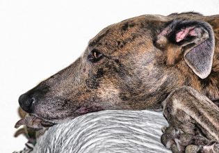 Πώς θα καταλάβετε ότι ο σκύλος σας φοβάται. Τα σημάδια που το μαρτυρούν