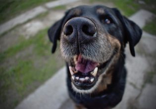 Περιποιηθείτε τα δόντια του σκύλου σας και απαλλάξτε τον από οδοντικά προβλήματα