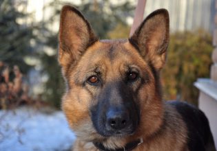 Πώς μαθαίνει ένας σκύλος; – Η έννοια της «τιμωρίας»